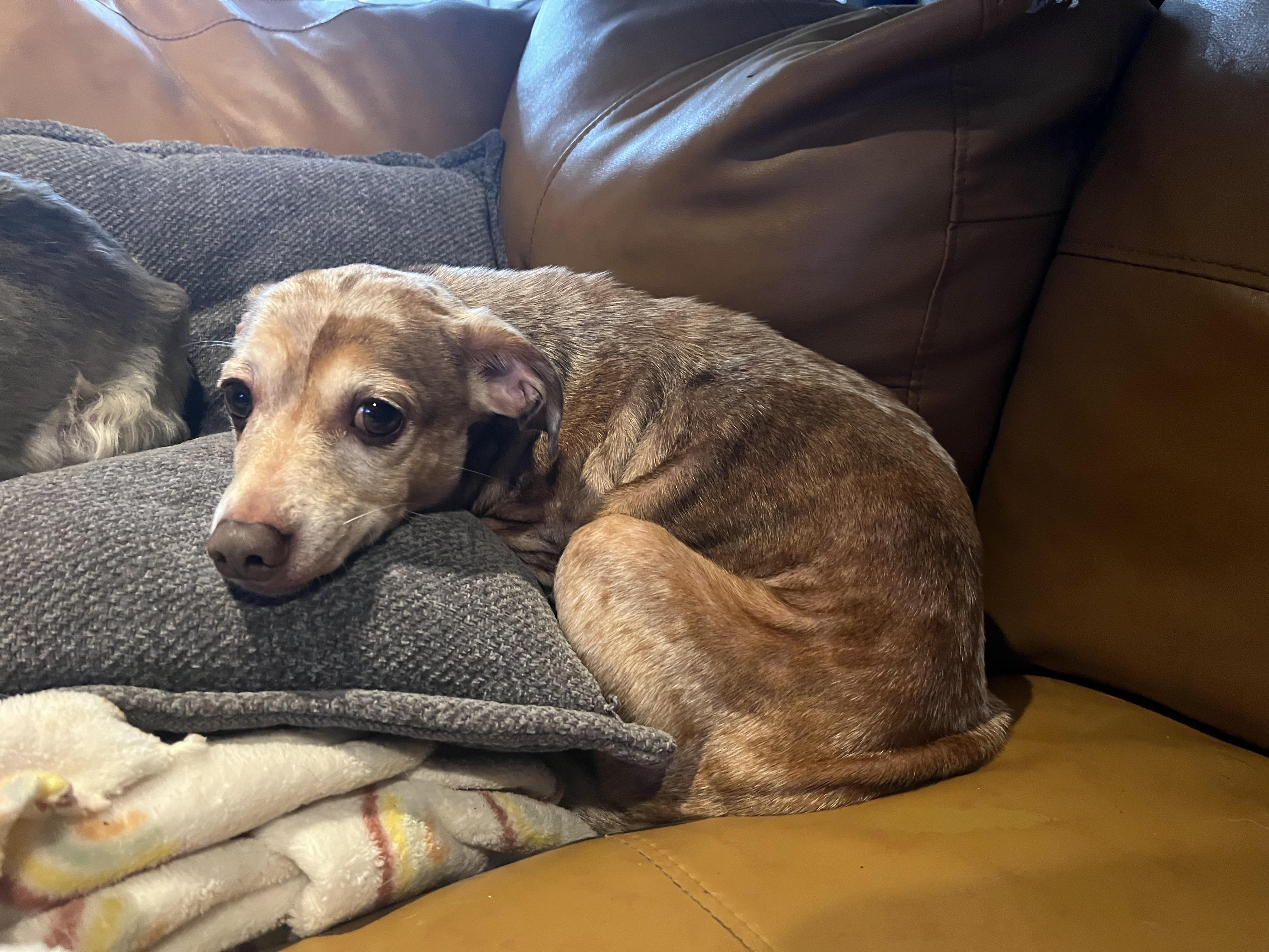 Chewy, a Adoptable mixed breed in Byron, IL image 5/6