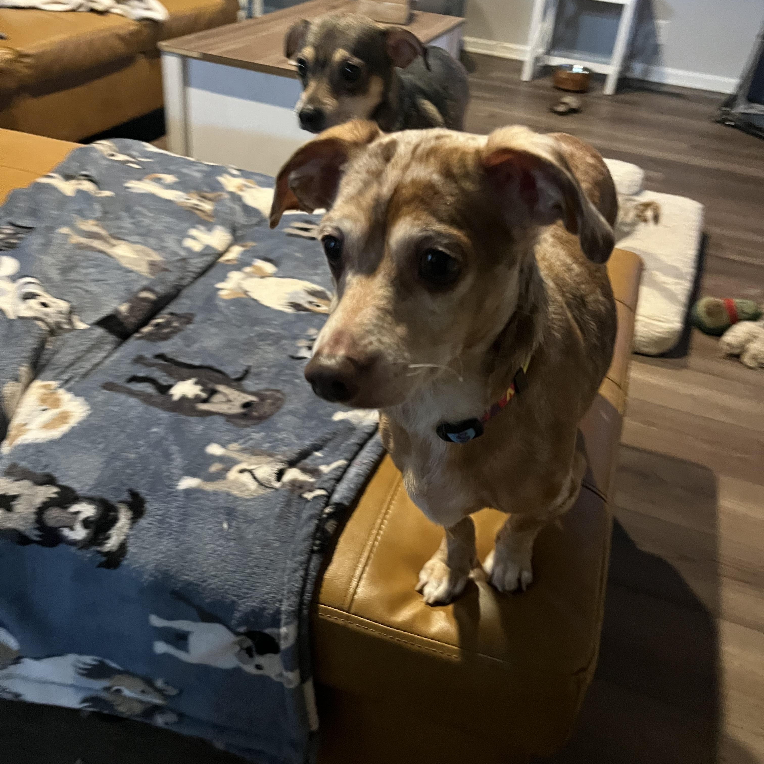 Chewy, a Adoptable mixed breed in Byron, IL image 6/6