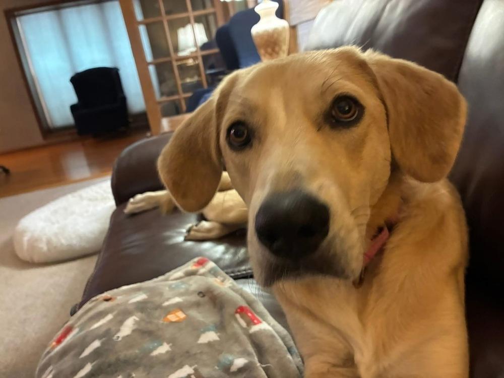 Goldie, Adoptable, Adult Female Labrador Retriever.