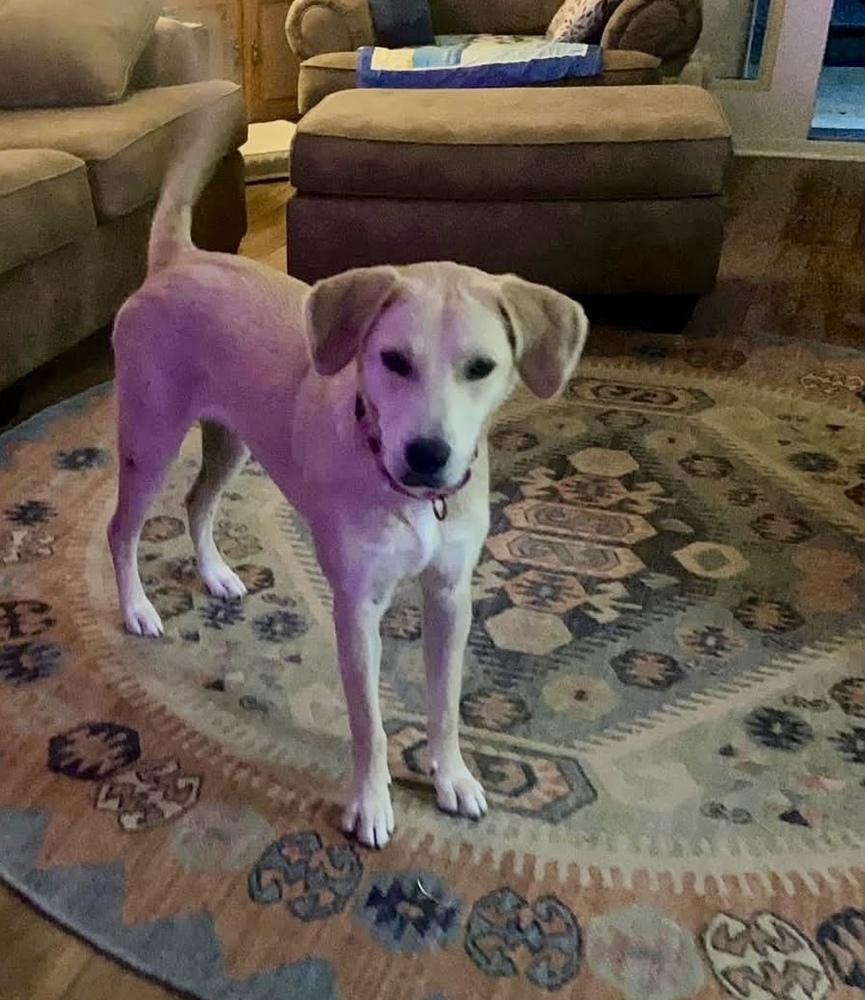 Enlarge Goldie, a Adoptable mixed breed in Windsor Locks, CT image 1/4