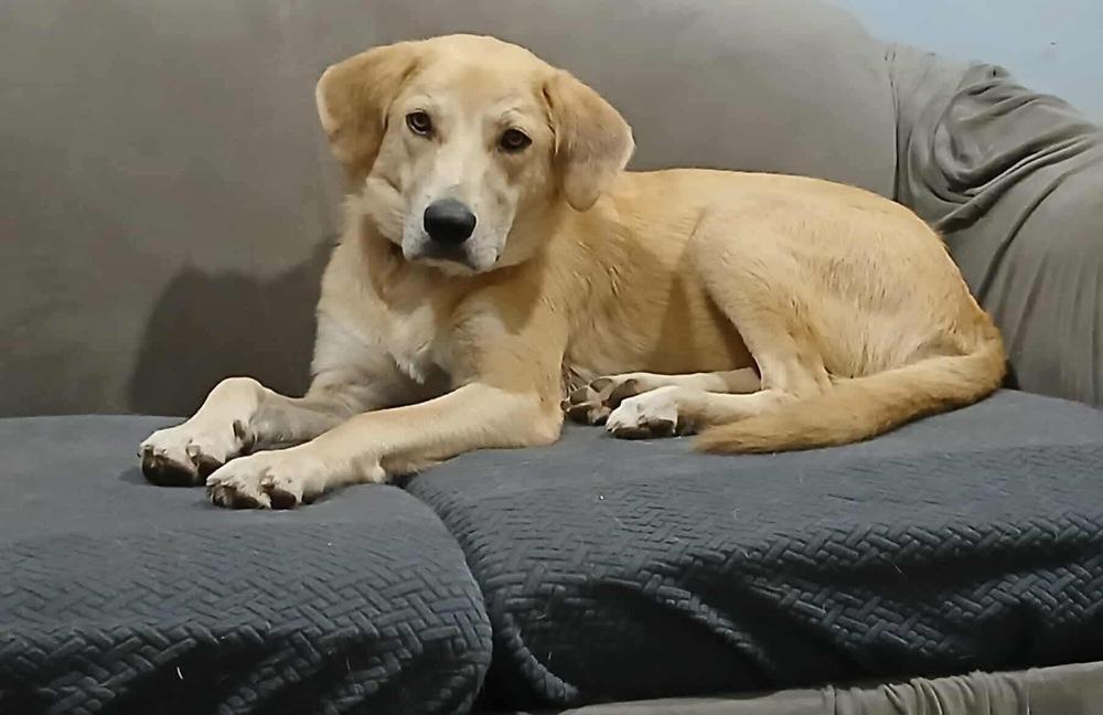 Enlarge Goldie, a Adoptable mixed breed in Windsor Locks, CT image 2/4