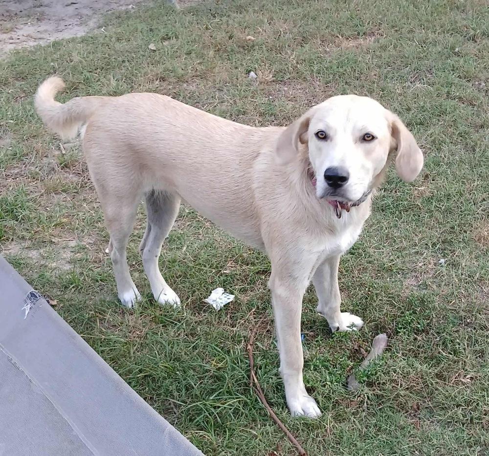 Enlarge Goldie, a Adoptable mixed breed in Windsor Locks, CT image 3/4