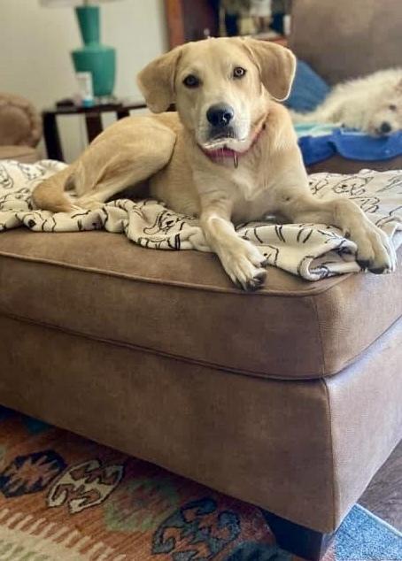 Enlarge Goldie, a Adoptable mixed breed in Windsor Locks, CT image 4/4