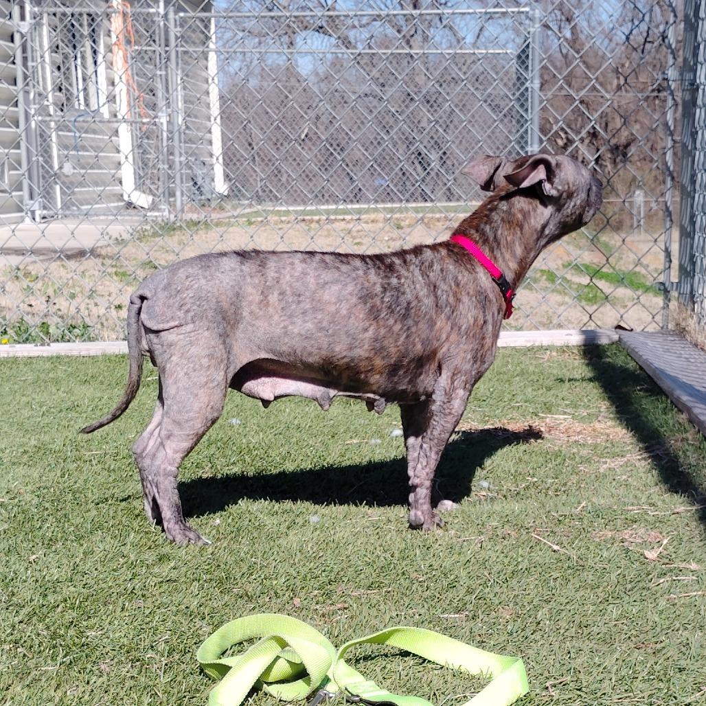 Enlarge Salsa, a Adoptable mixed breed in Tulsa, OK image 1/6
