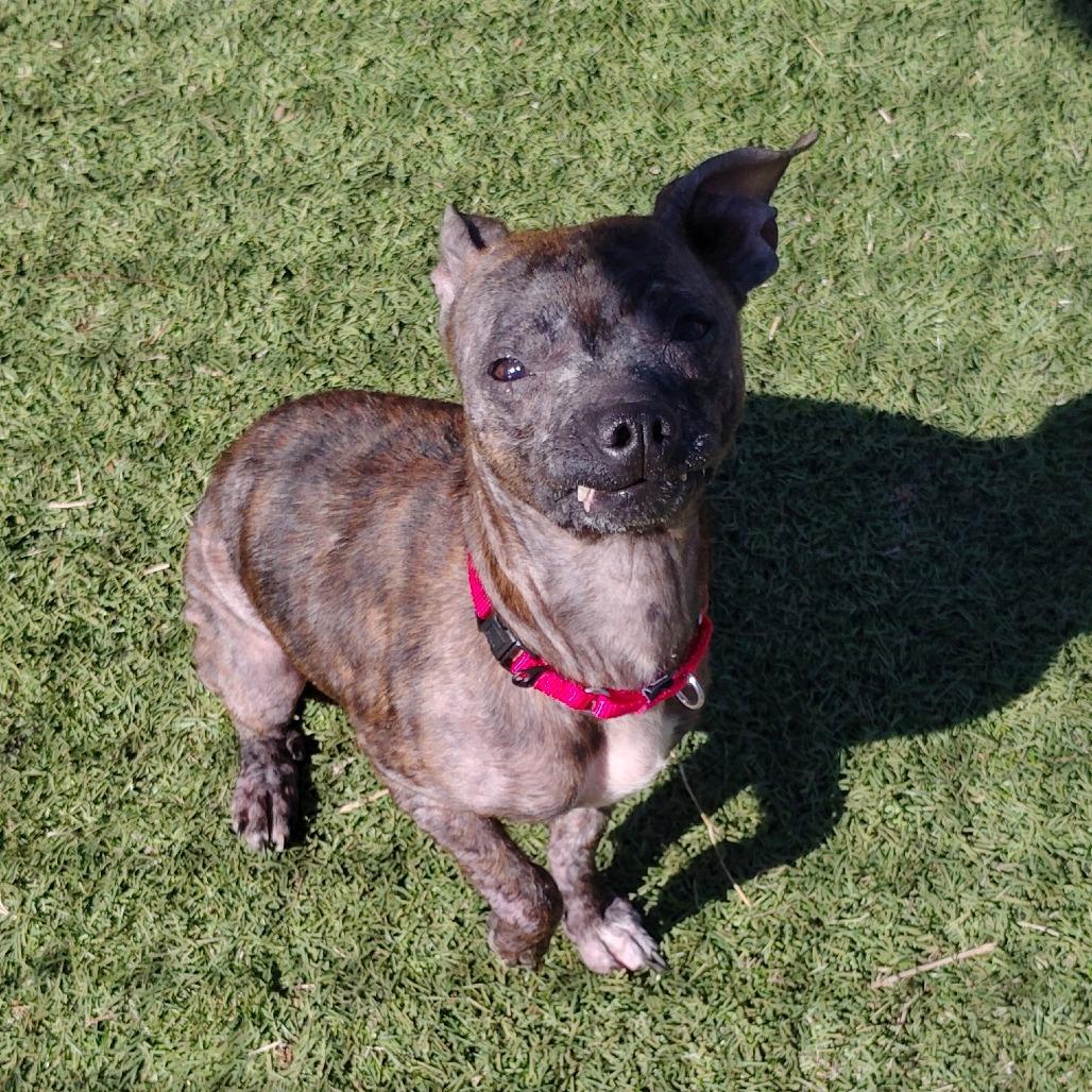 Enlarge Salsa, a Adoptable mixed breed in Tulsa, OK image 2/6