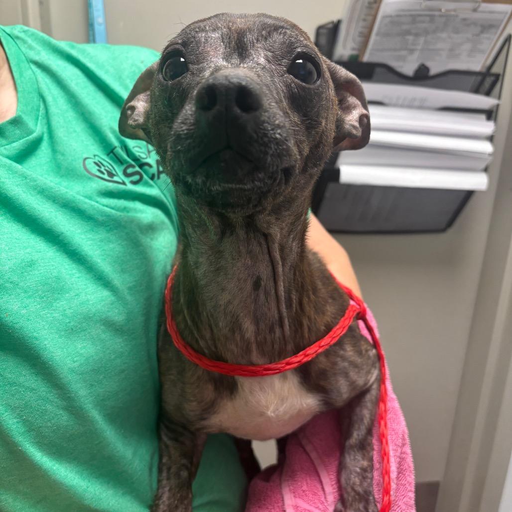 Enlarge Salsa, a Adoptable mixed breed in Tulsa, OK image 3/6