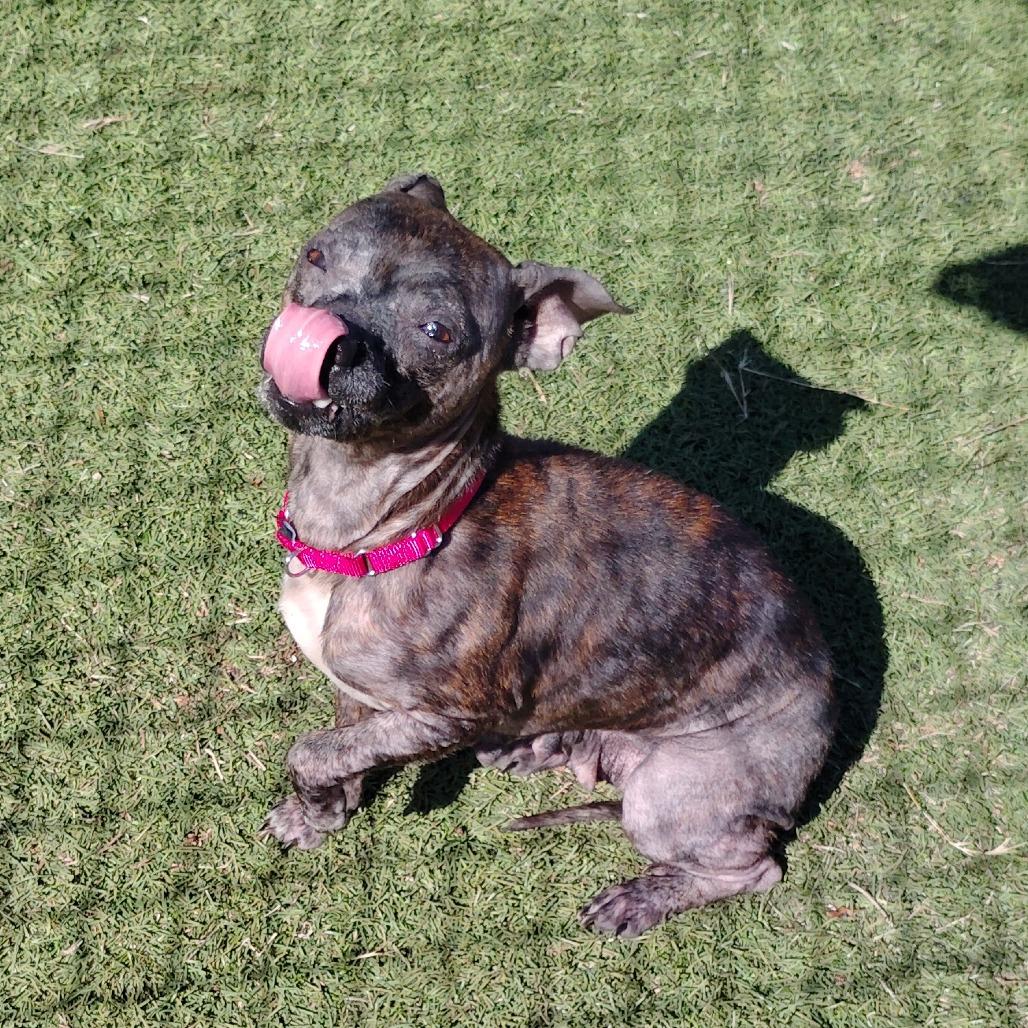 Enlarge Salsa, a Adoptable mixed breed in Tulsa, OK image 4/6