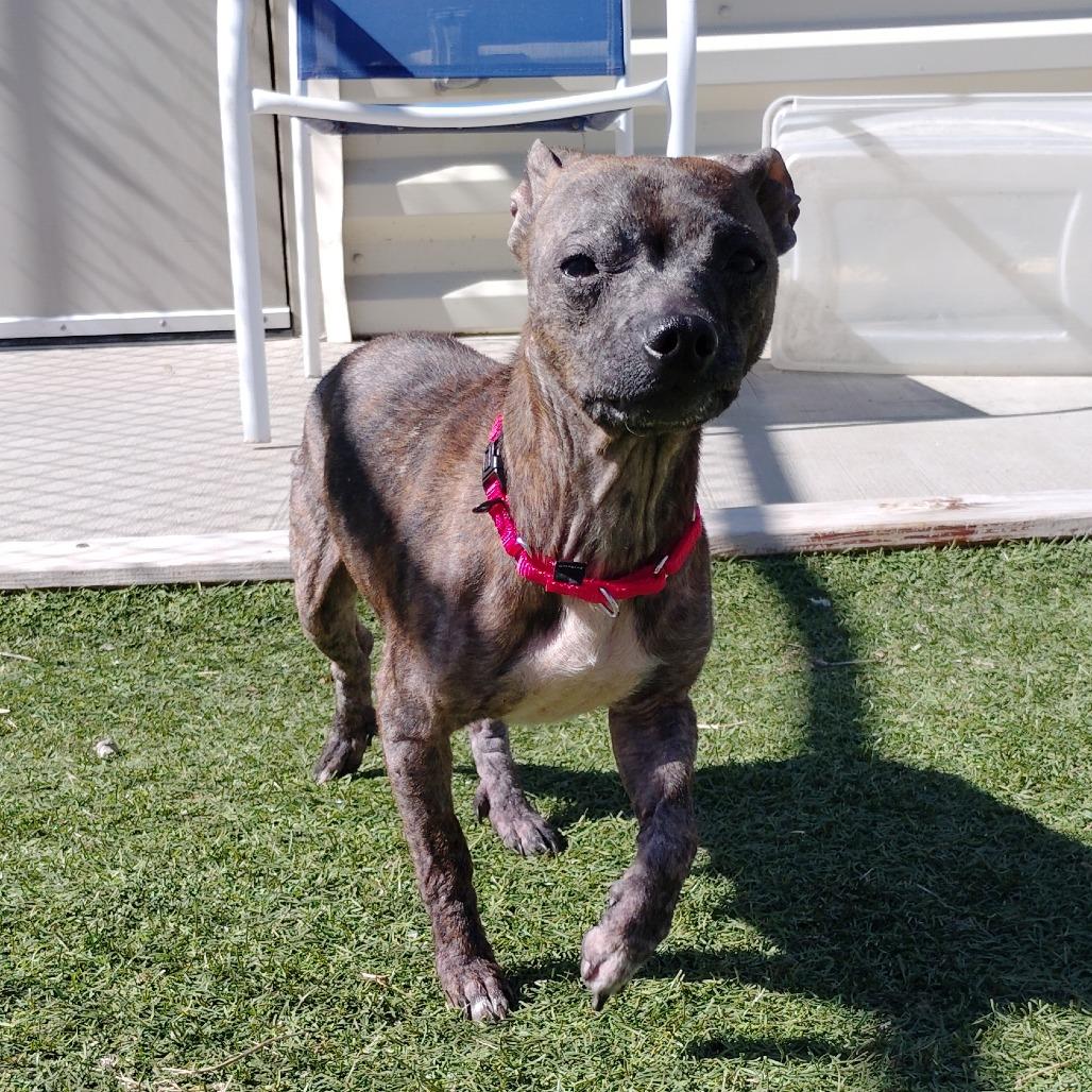 Enlarge Salsa, a Adoptable mixed breed in Tulsa, OK image 5/6