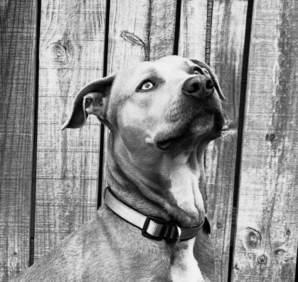 Taco-ADOPT Me!!, Adoptable, Young Male Pit Bull Terrier & Husky.