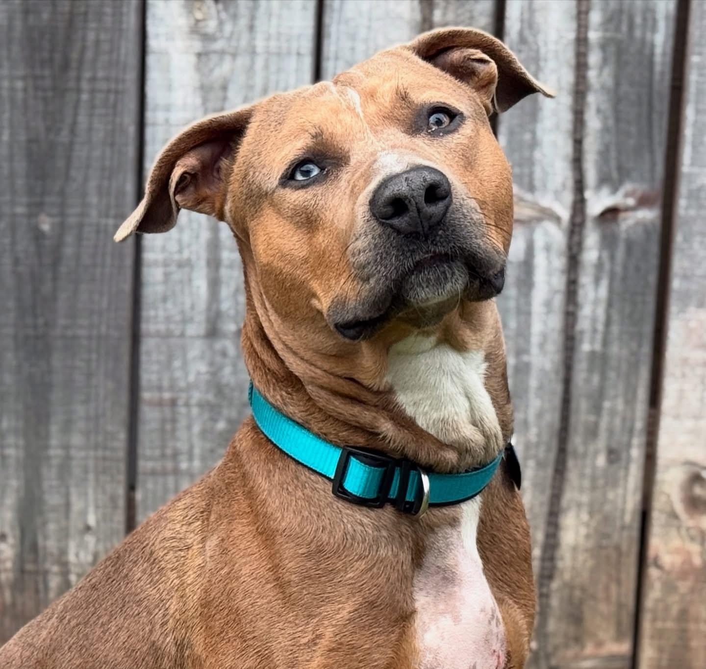 Enlarge Taco-ADOPT Me!!, a Adoptable mixed breed in Redondo Beach, CA image 2/4