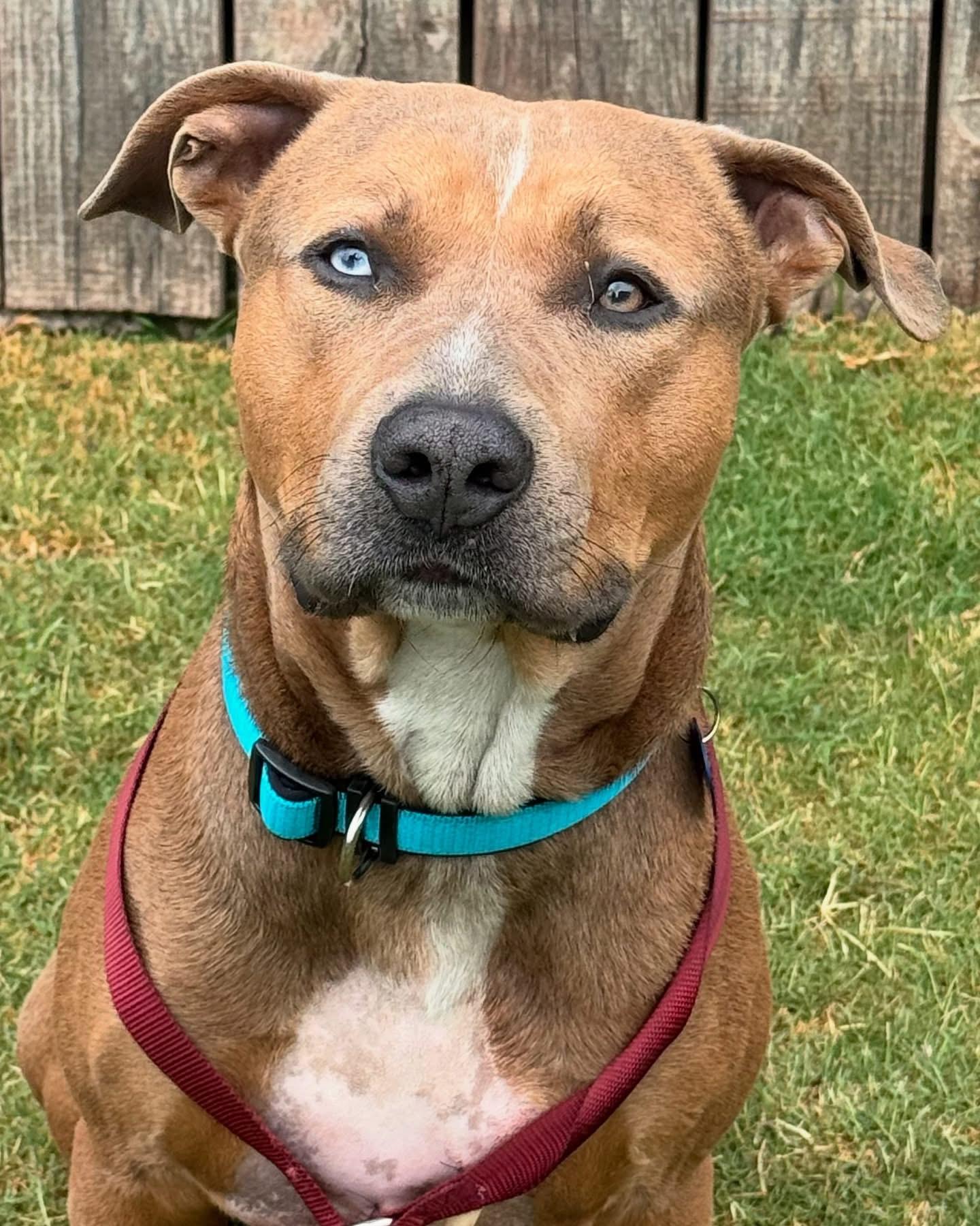 Enlarge Taco-ADOPT Me!!, a Adoptable mixed breed in Redondo Beach, CA image 3/4