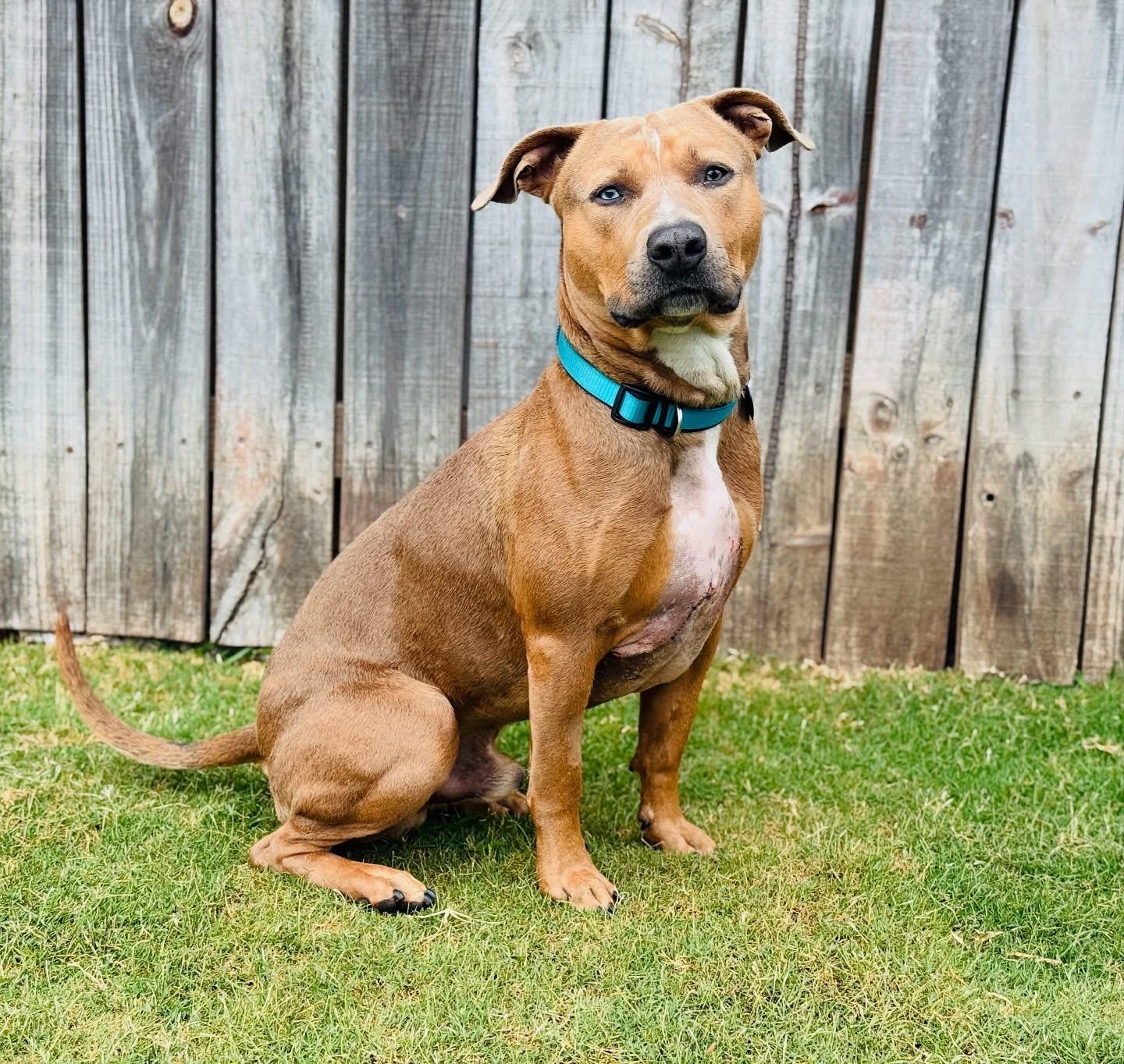 Enlarge Taco-ADOPT Me!!, a Adoptable mixed breed in Redondo Beach, CA image 4/4