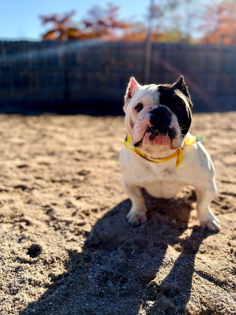 Flower, Adoptable, Adult Female American Bulldog.