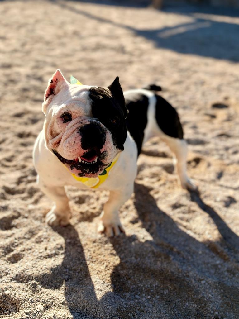 Enlarge Flower, a Adoptable American Bulldog in Muskegon, MI image 2/4