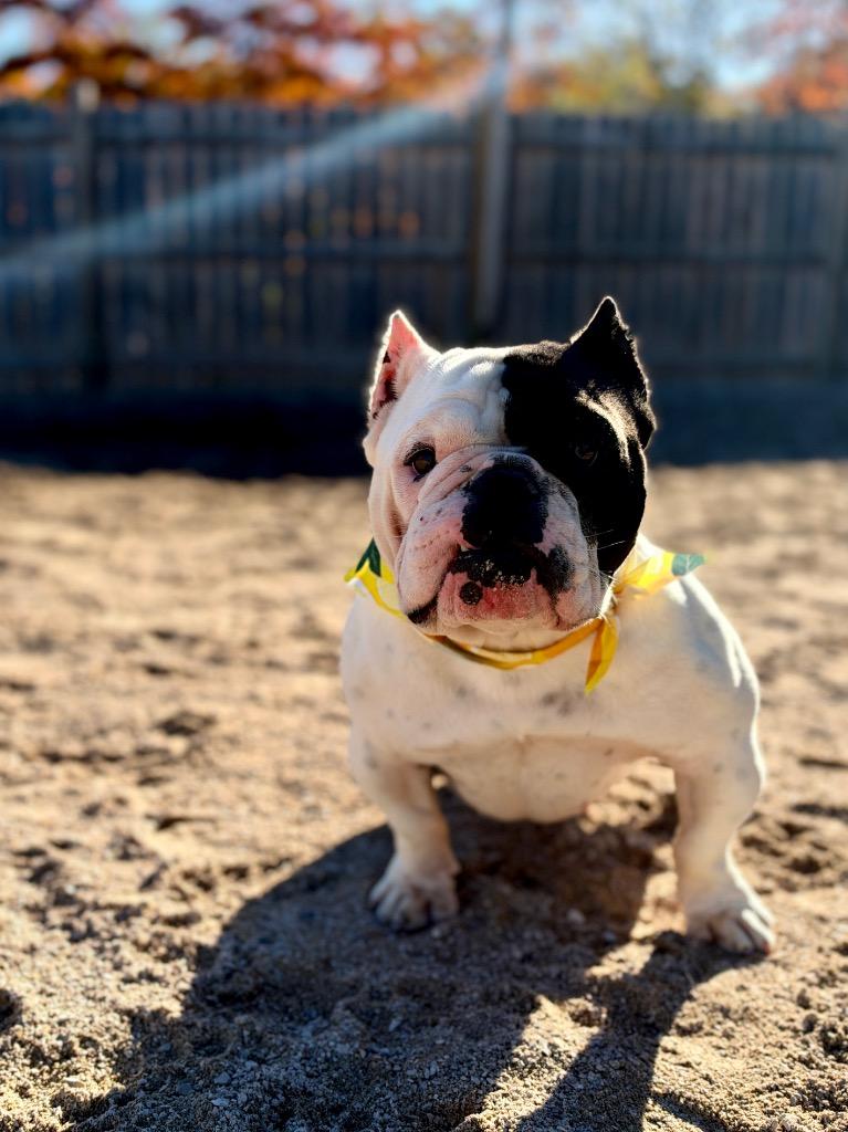 Enlarge Flower, a Adoptable American Bulldog in Muskegon, MI image 3/4