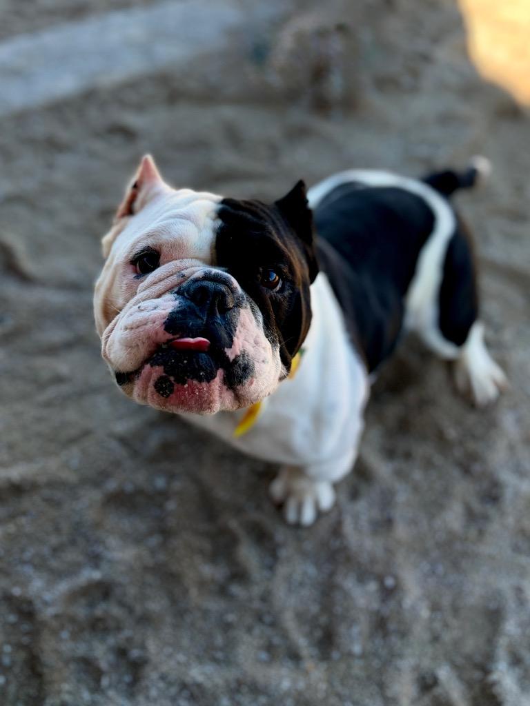 Enlarge Flower, a Adoptable American Bulldog in Muskegon, MI image 4/4