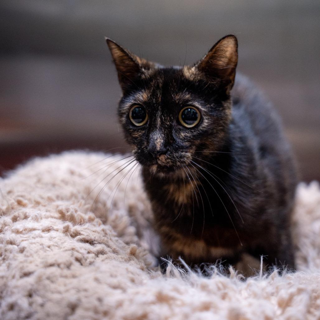 Sina, Adoptable, Adult Female Domestic Short Hair.