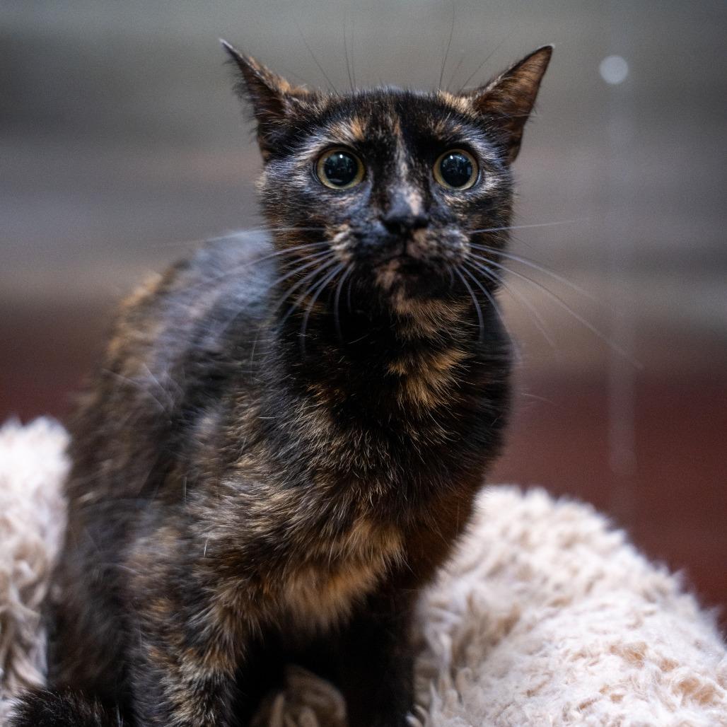 Sina, a Adoptable Domestic Short Hair in Gainesville, GA image 2/4