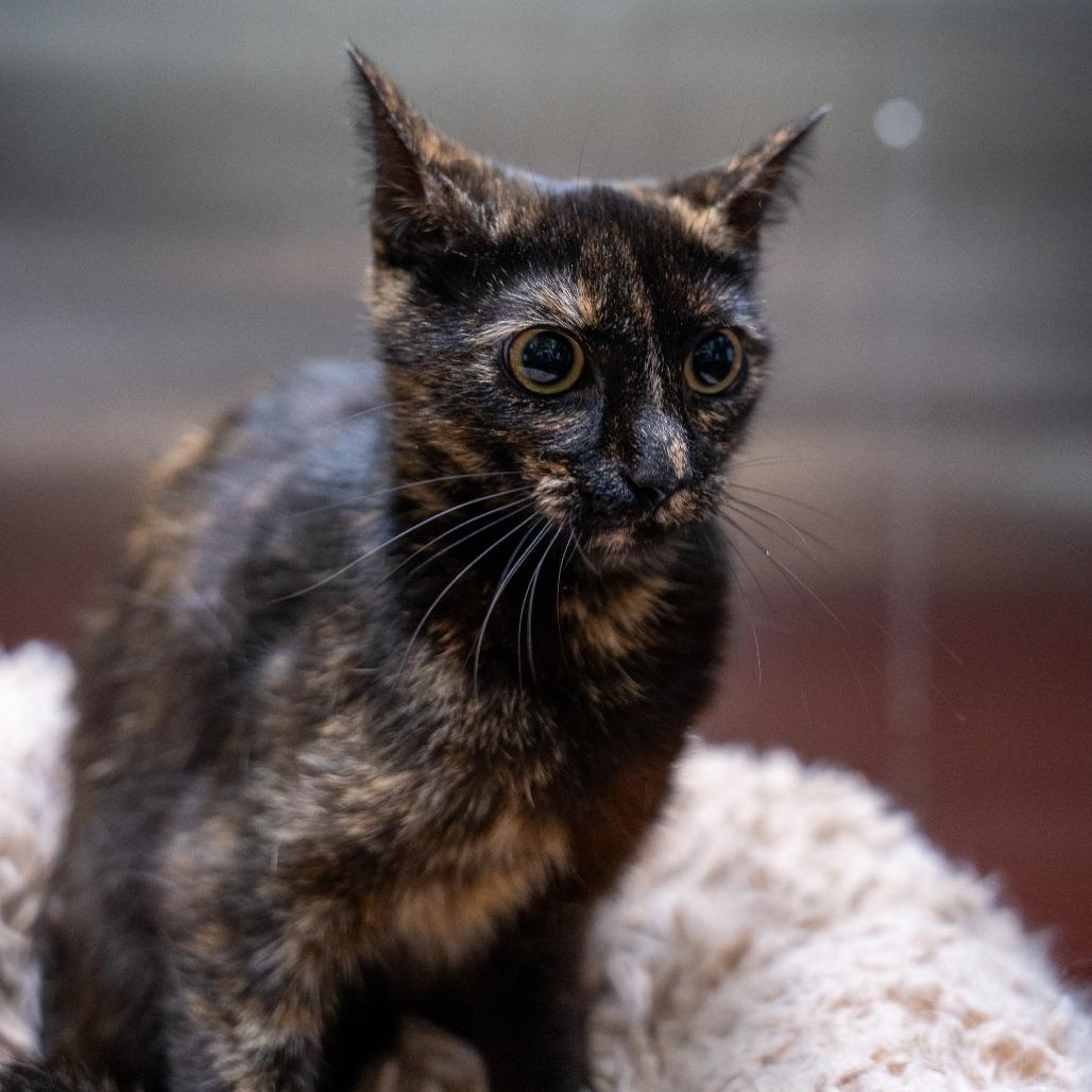 Sina, a Adoptable Domestic Short Hair in Gainesville, GA image 3/4