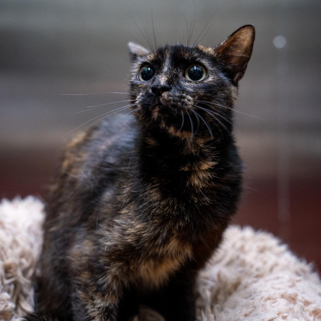 Sina, a Adoptable Domestic Short Hair in Gainesville, GA image 4/4