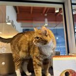 Enlarge Sterling & Woodhouse (Bonded Pair), a ADOPTABLE Domestic Short Hair in Hilliard, OH image 1/2