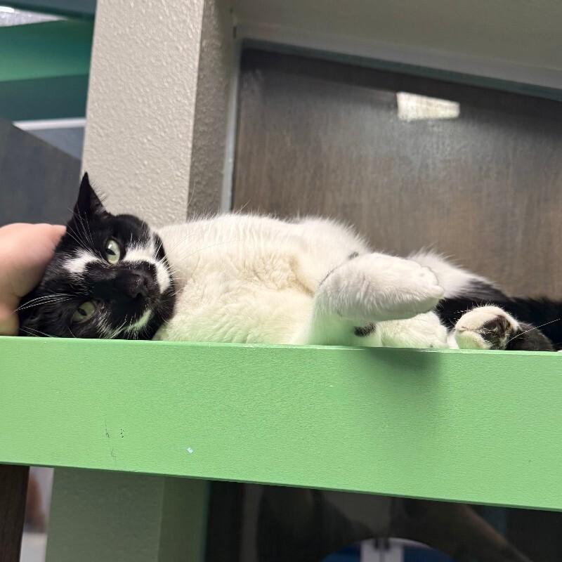 Enlarge White Mesquite, a Adoptable Domestic Short Hair in Fort Collins, CO image 1/6