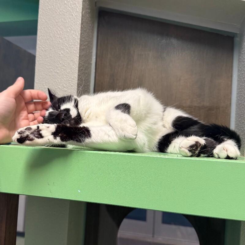 Enlarge White Mesquite, a Adoptable Domestic Short Hair in Fort Collins, CO image 3/6