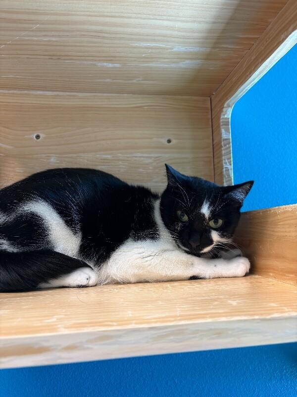 Enlarge White Mesquite, a Adoptable Domestic Short Hair in Fort Collins, CO image 4/6