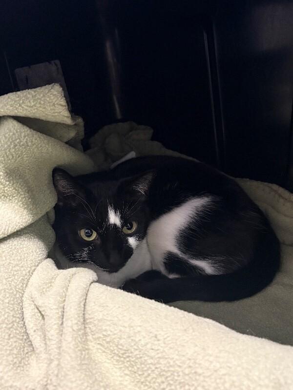 Enlarge White Mesquite, a Adoptable Domestic Short Hair in Fort Collins, CO image 5/6