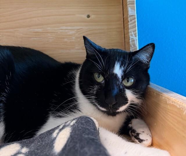 Enlarge White Mesquite, a Adoptable Domestic Short Hair in Fort Collins, CO image 6/6