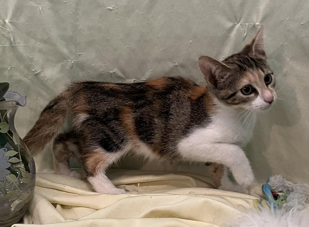 Enlarge Isa, a Adoptable Domestic Short Hair in Connelly Springs, NC image 5/5