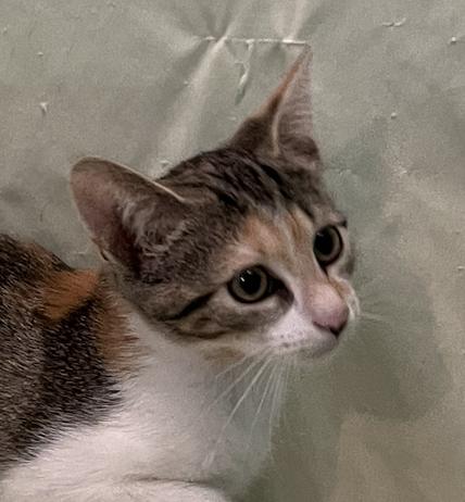 Enlarge Isa, a Adoptable Domestic Short Hair in Connelly Springs, NC image 1/5