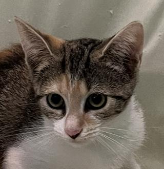 Enlarge Isa, a Adoptable Domestic Short Hair in Connelly Springs, NC image 2/5