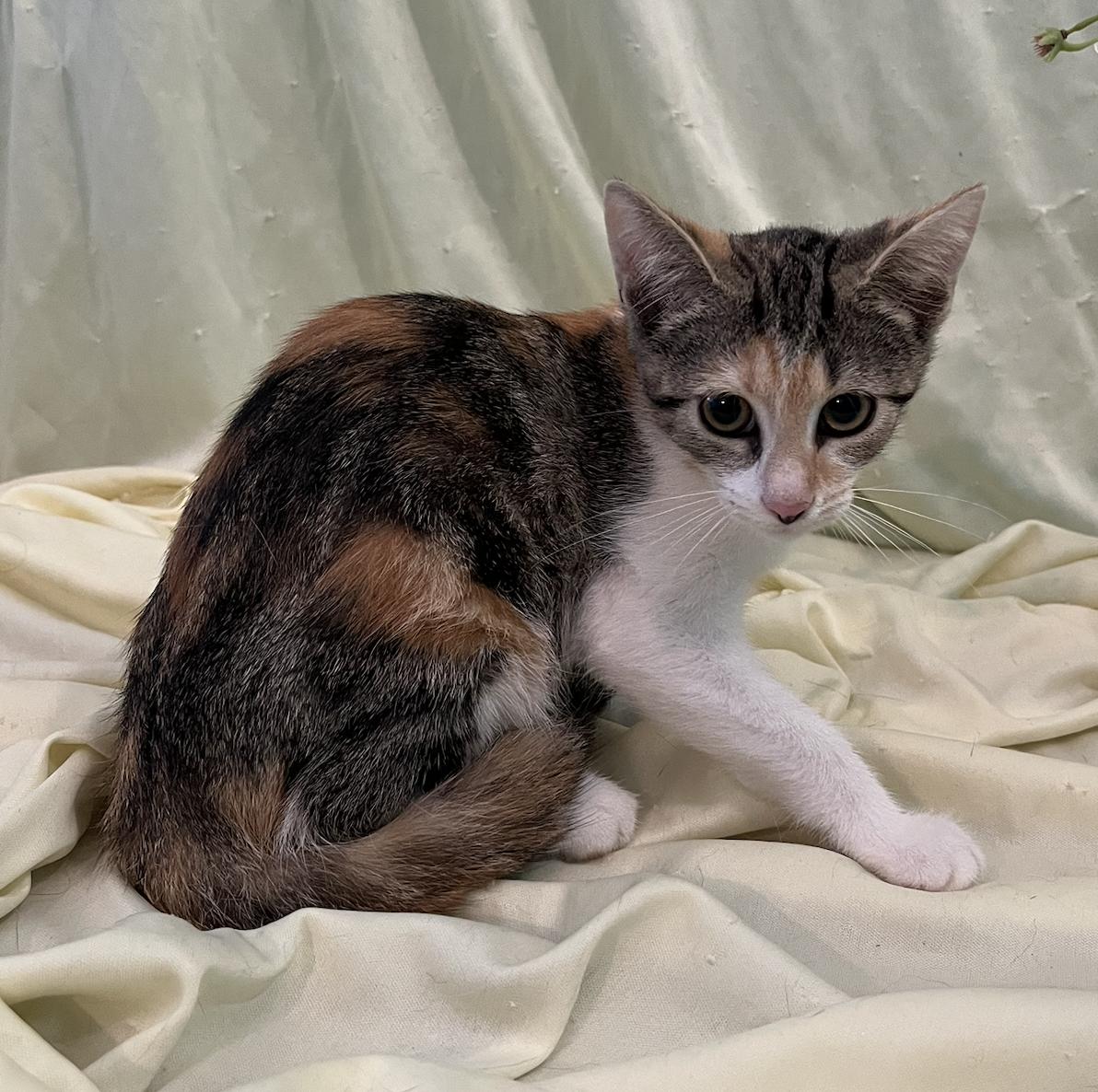 Enlarge Isa, a Adoptable Domestic Short Hair in Connelly Springs, NC image 3/5