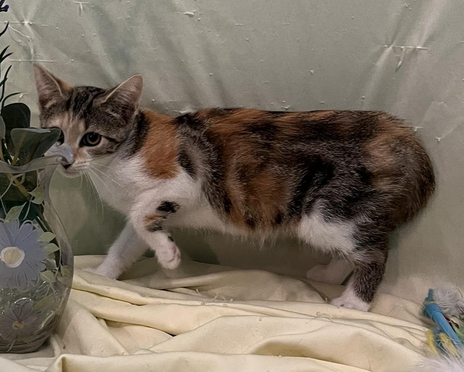Enlarge Isa, a Adoptable Domestic Short Hair in Connelly Springs, NC image 4/5