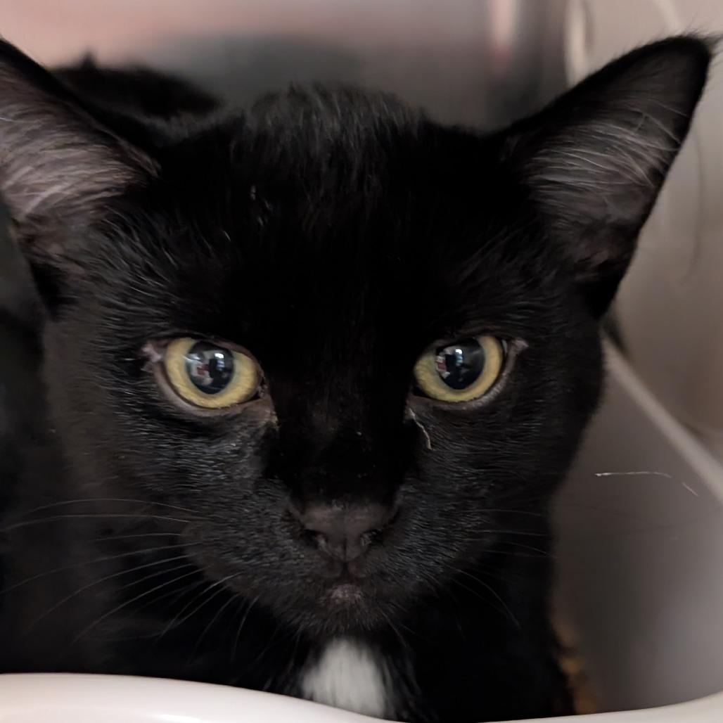 Enlarge Leon, a Adoptable Domestic Short Hair in Spokane, WA image 2/2