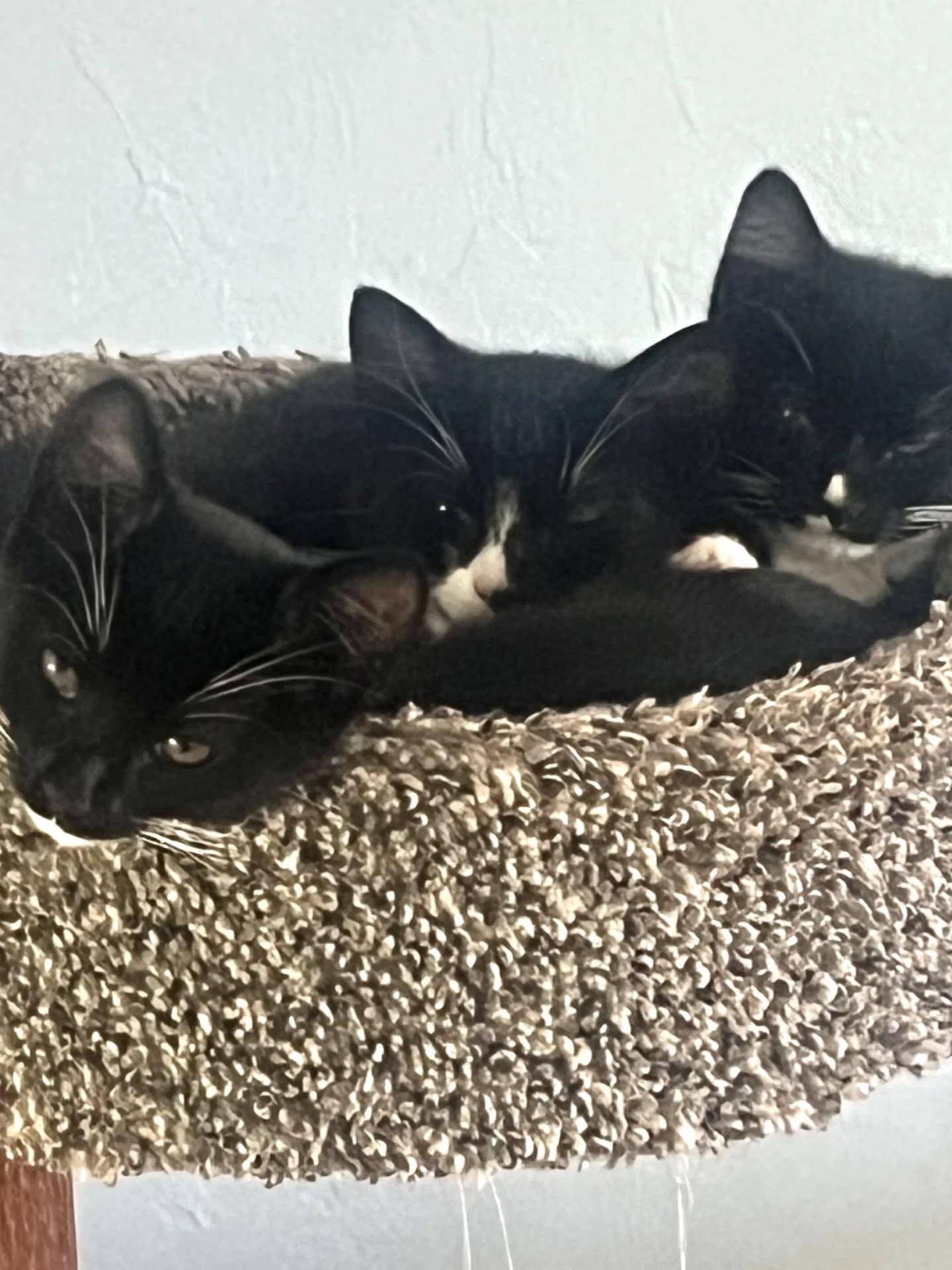 Enlarge Oreo Kittens, a Adoptable Tuxedo in HANSON, MA image 2/2