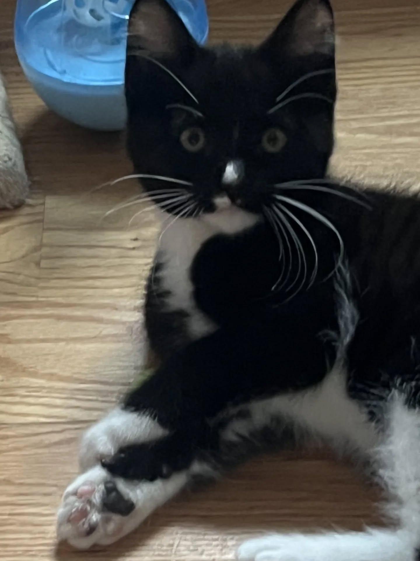 Oreo Kittens, Adoptable, Kitten Male Tuxedo.