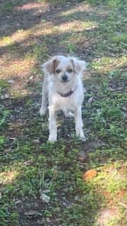 Lucy, Adoptable, Adult Female Miniature Poodle & Chihuahua.