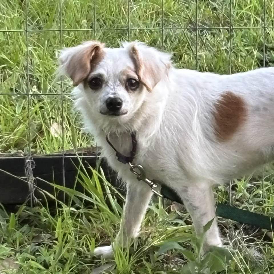 Enlarge Lucy, a Adoptable mixed breed in Bradenton, FL image 2/3