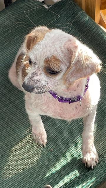 Enlarge Lucy, a Adoptable mixed breed in Bradenton, FL image 2/6