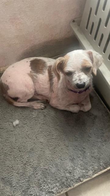 Enlarge Lucy, a Adoptable mixed breed in Bradenton, FL image 3/6