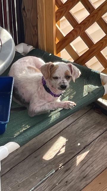 Enlarge Lucy, a Adoptable mixed breed in Bradenton, FL image 3/3