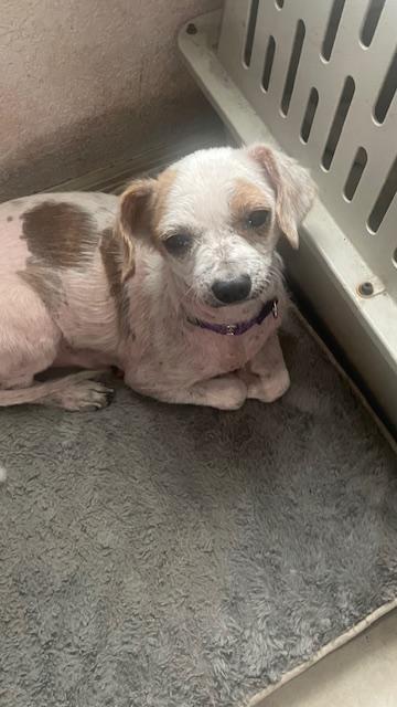 Enlarge Lucy, a Adoptable mixed breed in Bradenton, FL image 5/6