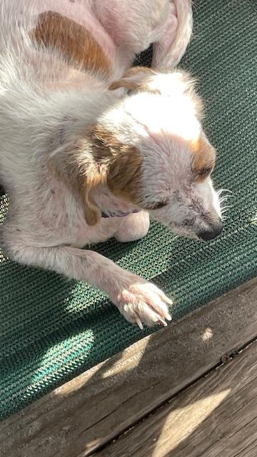 Enlarge Lucy, a Adoptable mixed breed in Bradenton, FL image 3/6