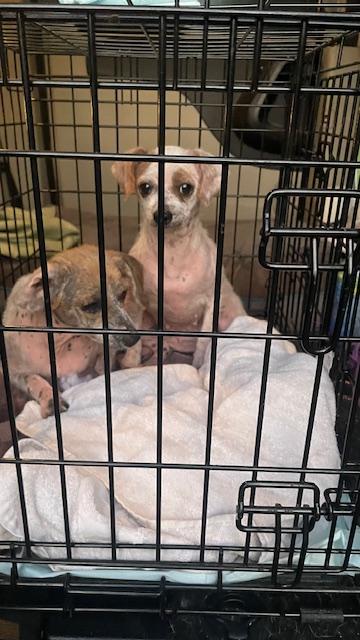 Enlarge Lucy, a Adoptable mixed breed in Bradenton, FL image 6/6