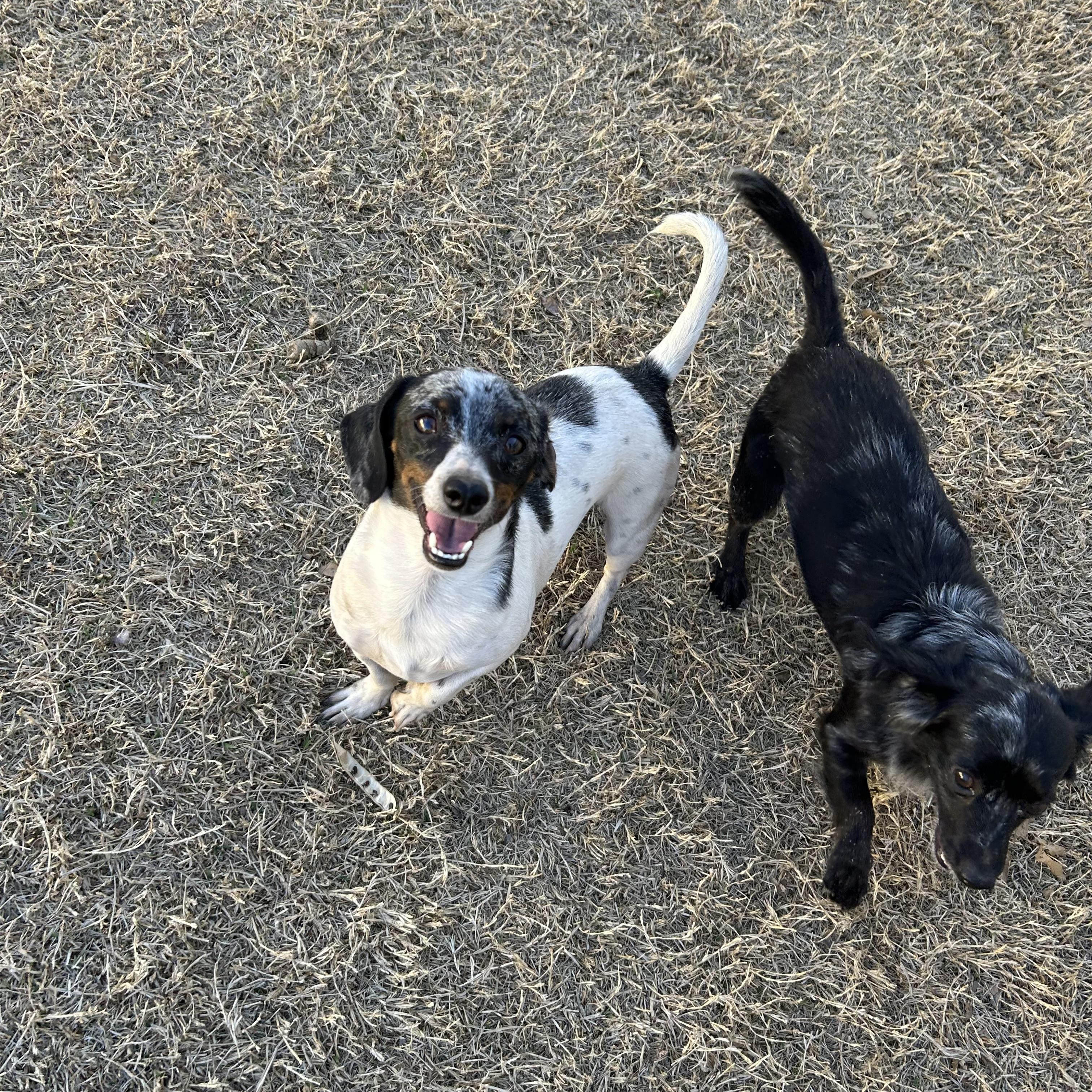 Enlarge Gandolf , a Adoptable mixed breed in Chickasha, OK image 2/2