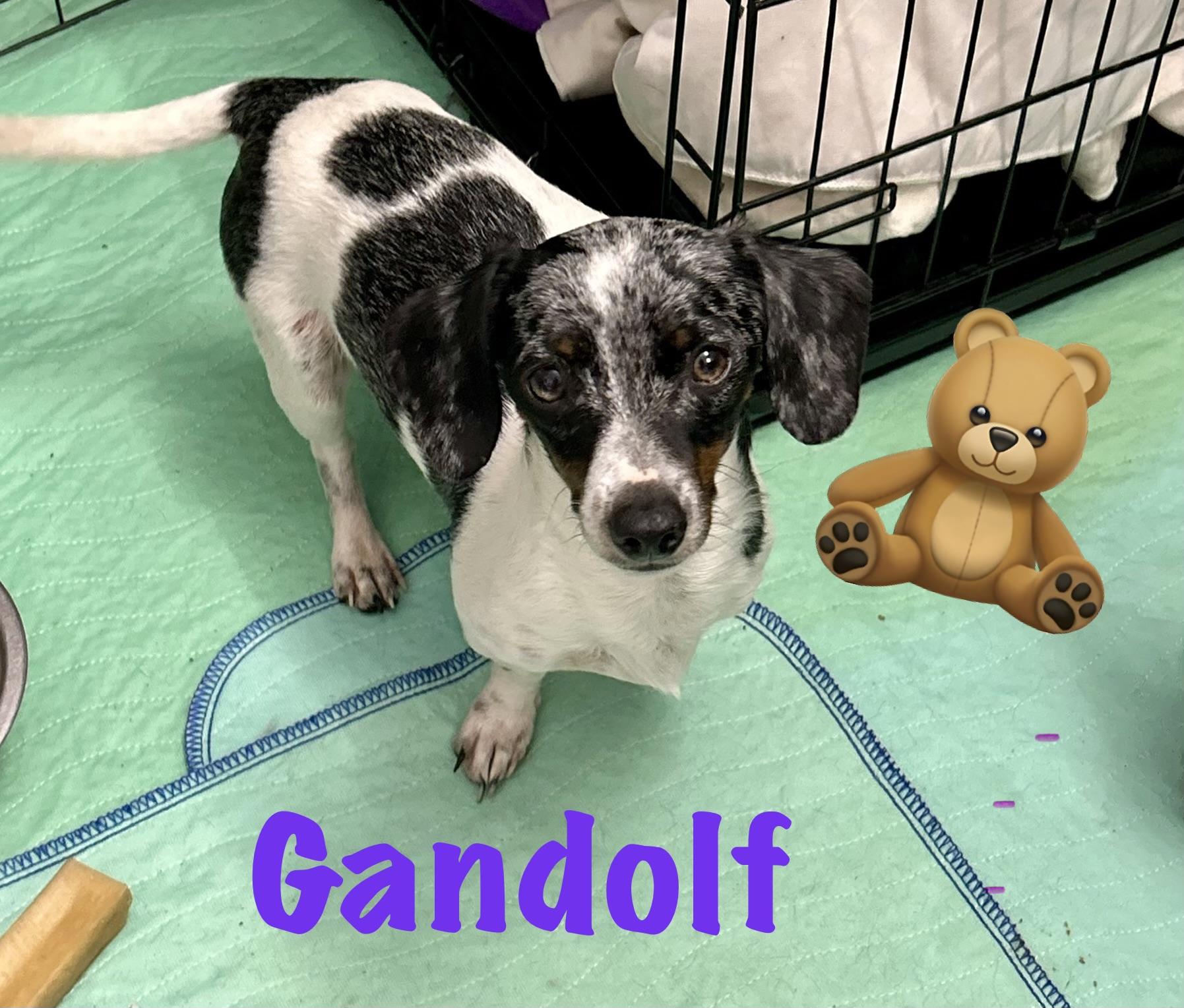 Gandolf , Adoptable, Adult Male Miniature Dachshund & Chihuahua.