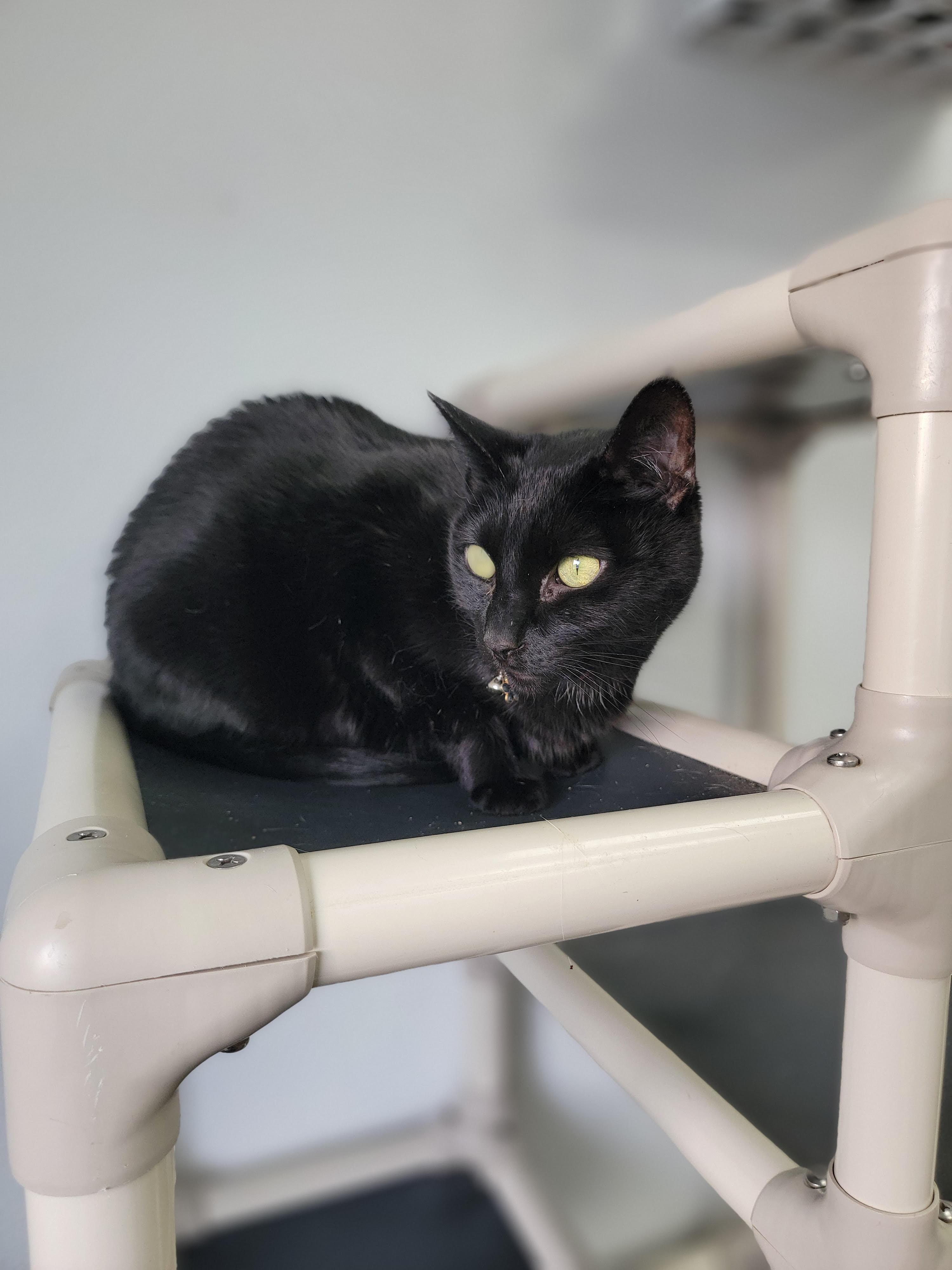 Rocky, ADOPTABLE, Senior Male American Shorthair.