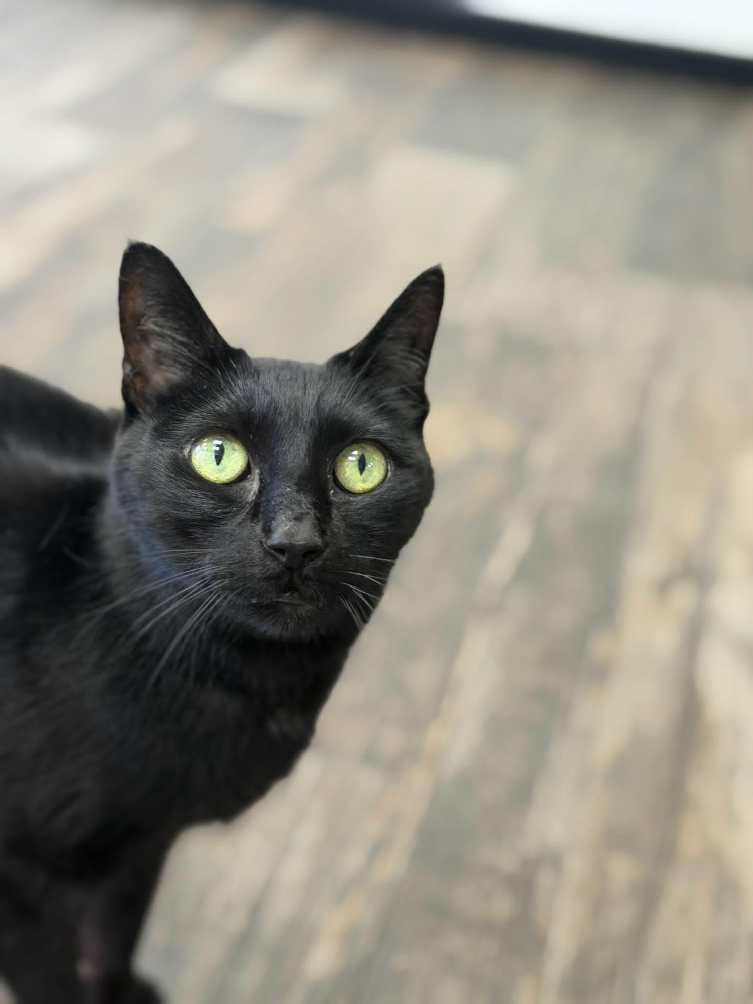 Enlarge Rocky, a ADOPTABLE American Shorthair in Fertile, MN image 3/3